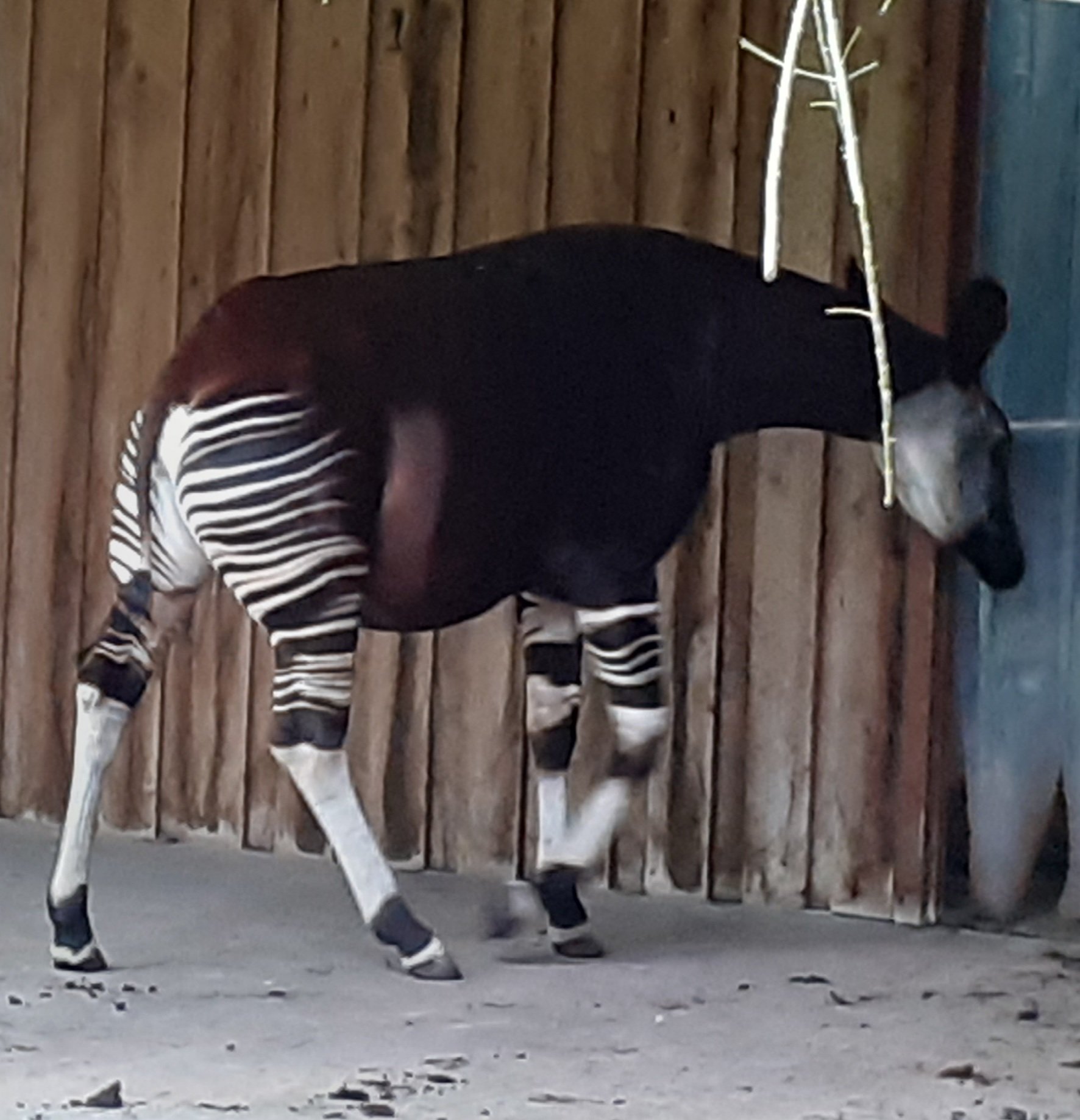 Okapi