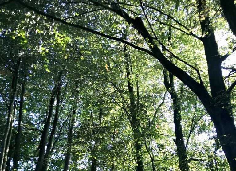 Trees